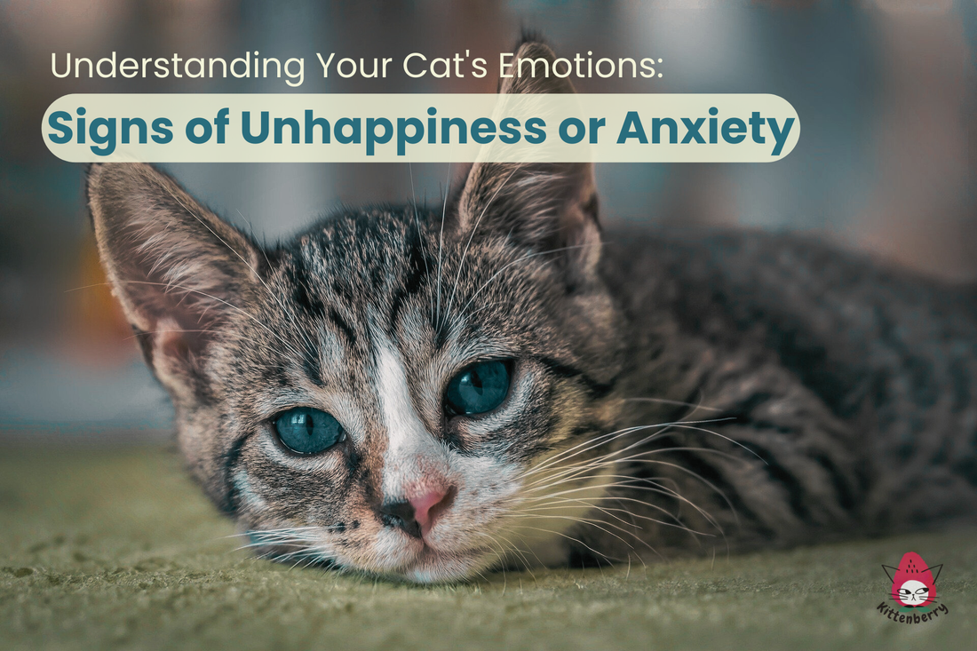 Understanding Your Cat's Emotions: Signs of Unhappiness or Anxiety